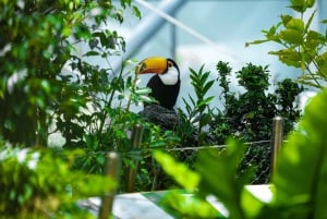 The Green Planet - Dubais unikke indendørs regnskov