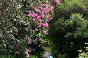 Tour di un giorno da Dublino: i migliori giardini e la campagna di Wicklow