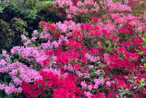 Tour di un giorno da Dublino: i migliori giardini e la campagna di Wicklow