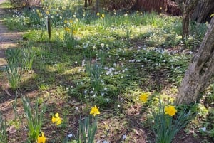 Tour di un giorno da Dublino: i migliori giardini e la campagna di Wicklow