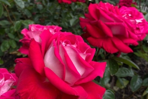 Однодневная экскурсия из Дублина: лучшие сады и сельская местность Уиклоу