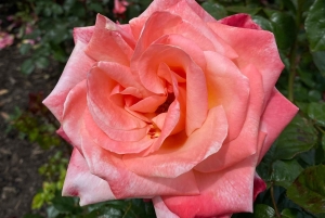 Однодневная экскурсия из Дублина: лучшие сады и сельская местность Уиклоу