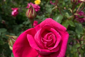 Однодневная экскурсия из Дублина: лучшие сады и сельская местность Уиклоу