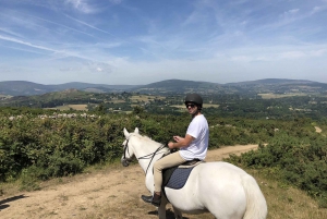 Day Tour of Wicklow Mountains National Park from Dublin