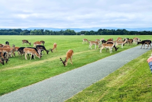 Dublin: Weihnachtliche Städtetour mit heißer Schokolade & Keksen