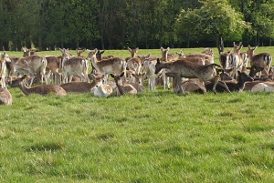 Dublin: Weihnachtliche Städtetour mit heißer Schokolade & Keksen