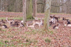 Dublin: Weihnachtliche Städtetour mit heißer Schokolade & Keksen