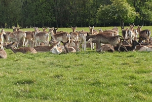 Dublin: Weihnachtliche Städtetour mit heißer Schokolade & Keksen