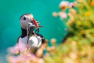 Dublino: Tour in barca della baia di Dublino, della costa di Howth e dell'occhio d'Irlanda