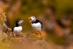 Dublino: Tour in barca della baia di Dublino, della costa di Howth e dell'occhio d'Irlanda