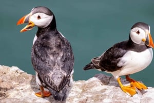 Dublin : Tour en bateau de la baie de Dublin, de la côte de Howth et de l'œil de l'Irlande