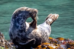 Dublin: Howthin rannikko ja Irlannin silmä -venekierros.