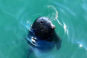Dublin: Vandring längs kusten i Howth