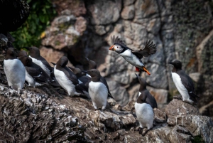 Dublino: Traghetto da Howth all'isola dell'occhio d'Irlanda