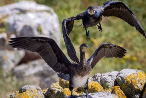 Dublino: Traghetto da Howth all'isola dell'occhio d'Irlanda