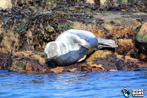 Dublin: History and Wildlife Boat Tour with Live Commentary