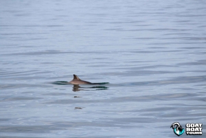 Dublin : tour en bateau avec commentaires en direct sur l'histoire et la faune