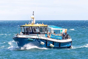 Dublin : Tour en bateau du phare et des falaises de Howth