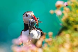 Dublin: Howth Coast and Ireland's Eye Boat Tour