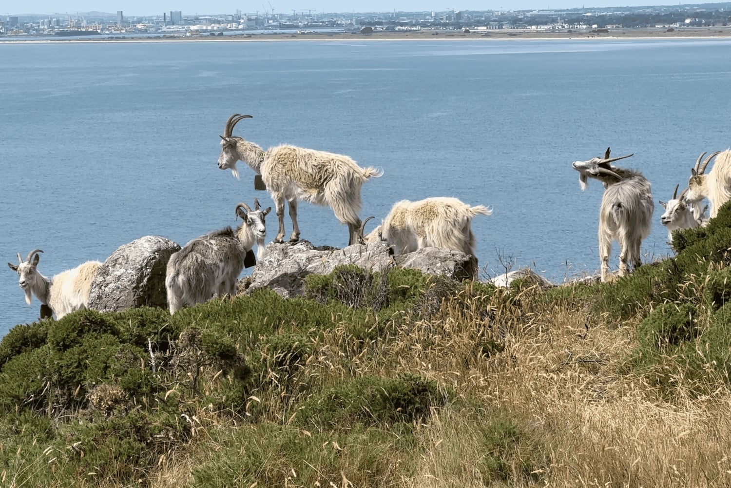 Dublin: Howth Safari Wandertour