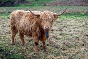 Dublin: Howth Safari Wandertour