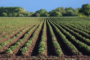 Dublin: Inngangsbillett til Irish Famine Exhibition