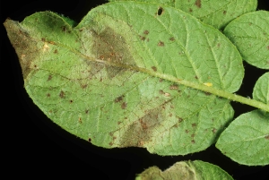 Dublin: Inngangsbillett til Irish Famine Exhibition