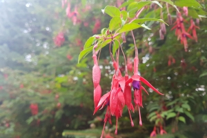 Dublin : randonnée dans les montagnes et les mégalithes