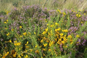 Dublin : randonnée dans les montagnes et les mégalithes