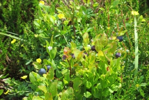 Dublin : randonnée dans les montagnes et les mégalithes