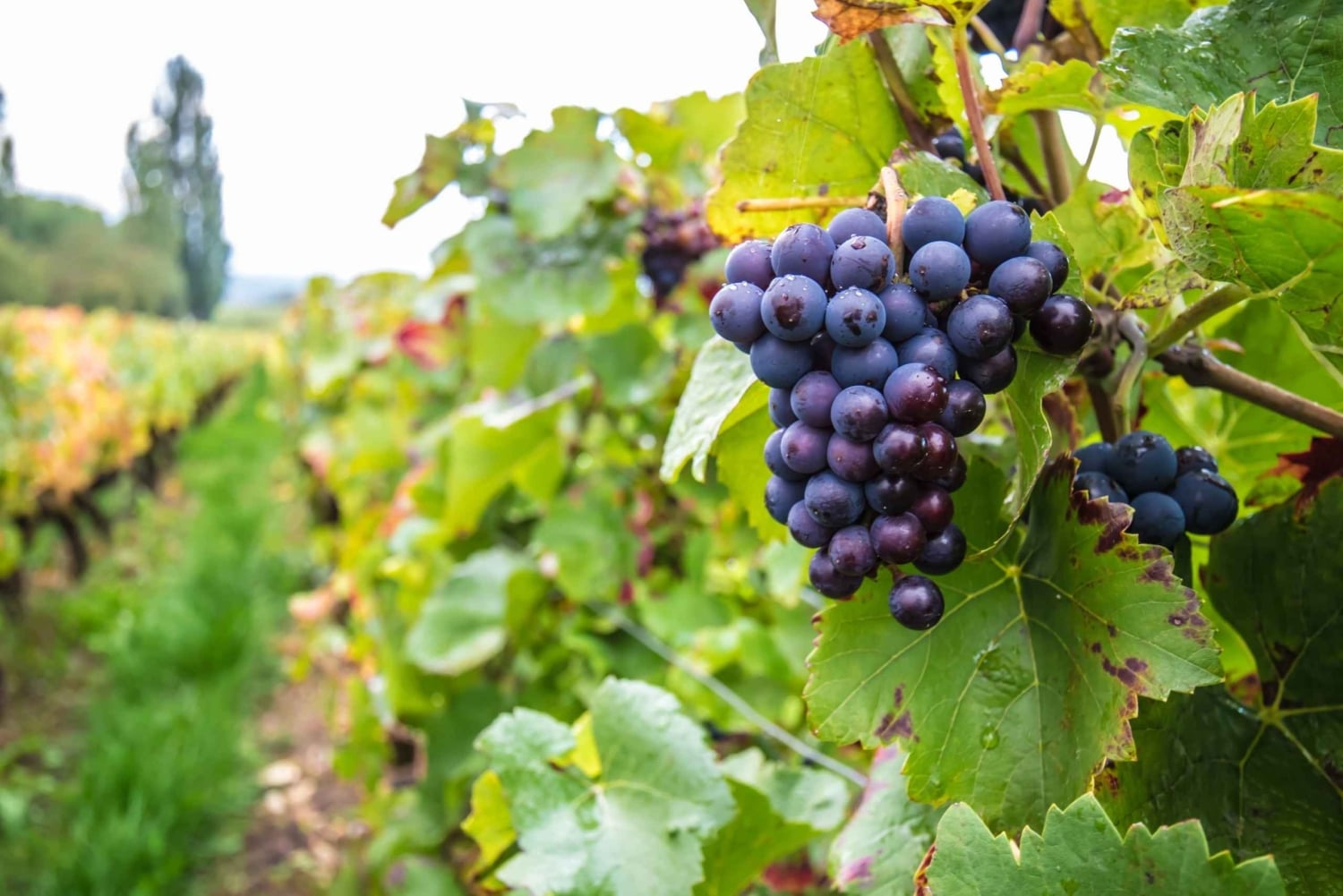 Dublin: Prywatna wycieczka z degustacją wina z ekspertem od wina