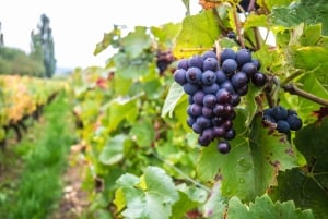 Dublin: Prywatna wycieczka z degustacją wina z ekspertem od wina