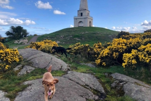 Dublin Surrounds Day Tour: Killiney Hill & Dalkey Castle