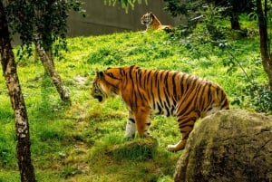 Dublin Zoo Skip-the-line Tickets en Privé Transfers