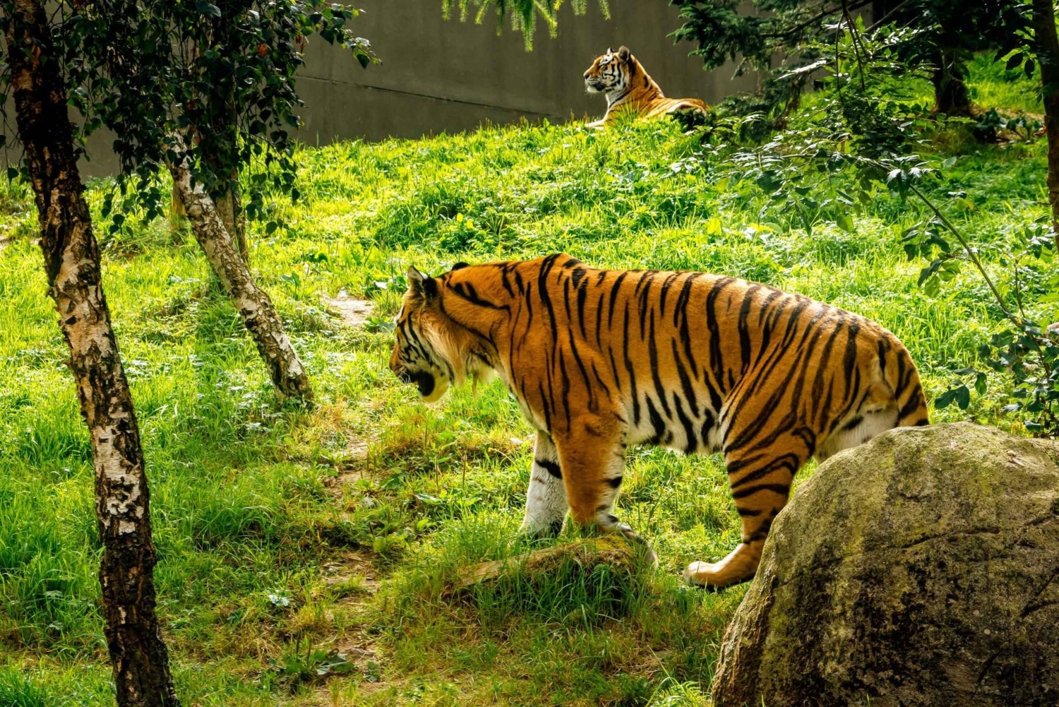 Zoo w Dublinie: Bilety wstępu bez kolejki z prywatnym transferem