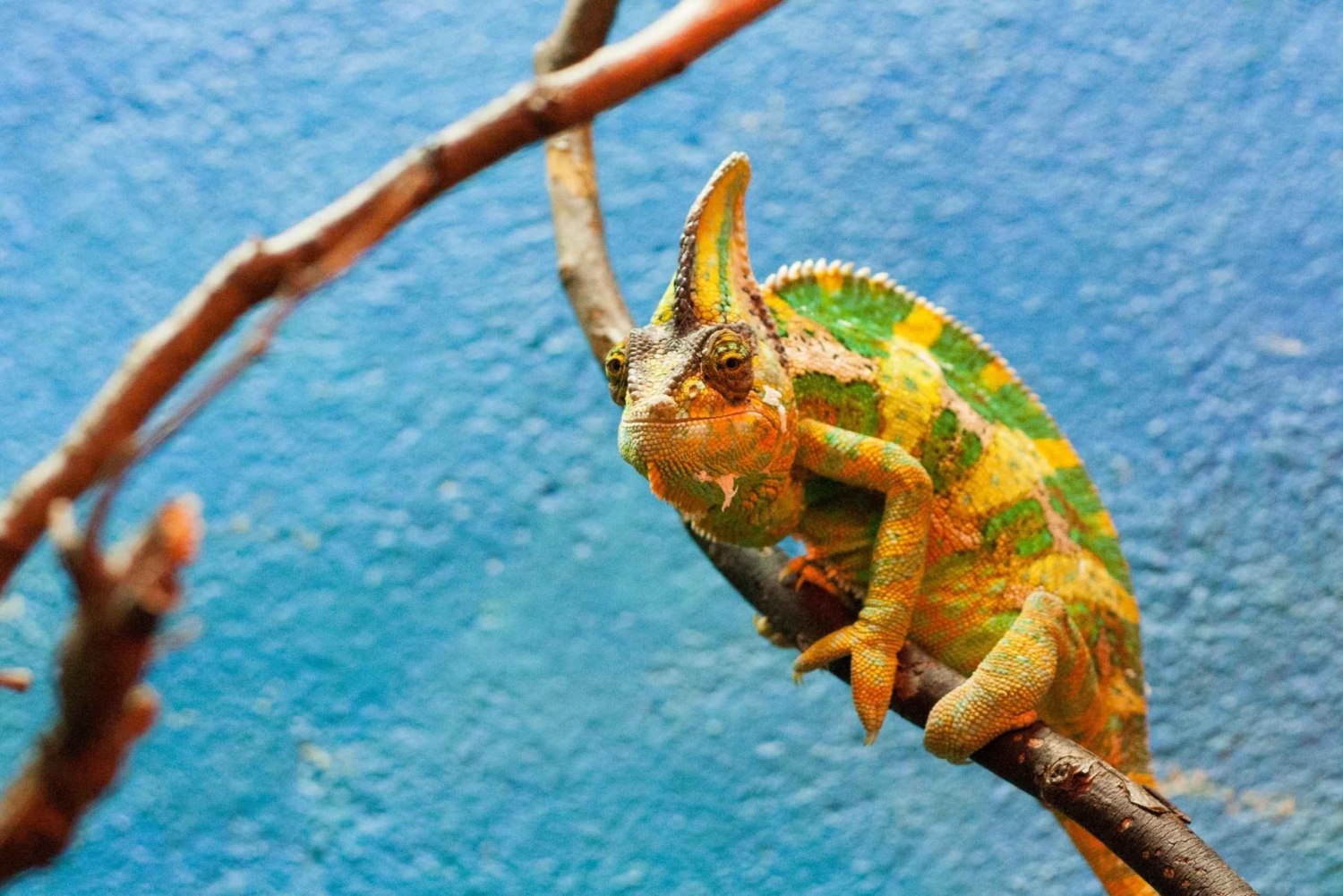 Zoo w Dublinie: Bilety wstępu bez kolejki z prywatnym transferem