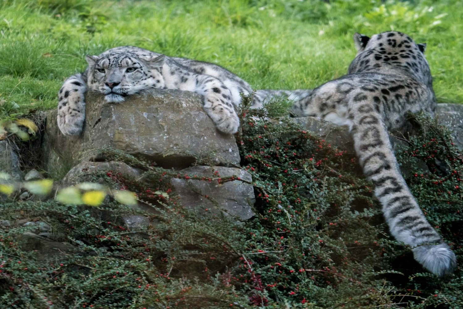 Zoo w Dublinie: Bilety wstępu bez kolejki z prywatnym transferem