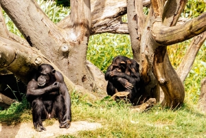 Zoo w Dublinie: Bilety wstępu bez kolejki z prywatnym transferem