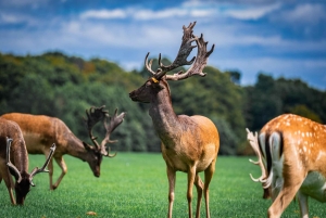 Zoo w Dublinie: Bilety wstępu bez kolejki z prywatnym transferem