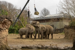 Zoo w Dublinie: Bilety wstępu bez kolejki z prywatnym transferem