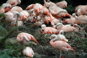 Zoo w Dublinie: Bilety wstępu bez kolejki z prywatnym transferem