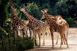 Zoo w Dublinie: Bilety wstępu bez kolejki z prywatnym transferem