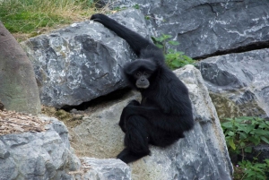 Zoo w Dublinie: Bilety wstępu bez kolejki z prywatnym transferem