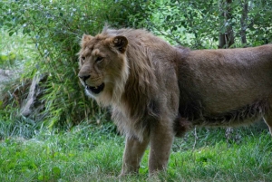 Zoo w Dublinie: Bilety wstępu bez kolejki z prywatnym transferem