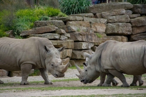 Zoo w Dublinie: Bilety wstępu bez kolejki z prywatnym transferem