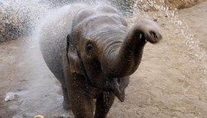 Dublin Zoo