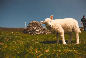From Dublin: 3-Day Dingle, Killarney & the Wild Atlantic Way