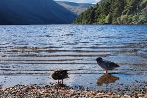 Dublinista: Wicklow Mountains ja Glendalough Yksityinen kiertoajelu