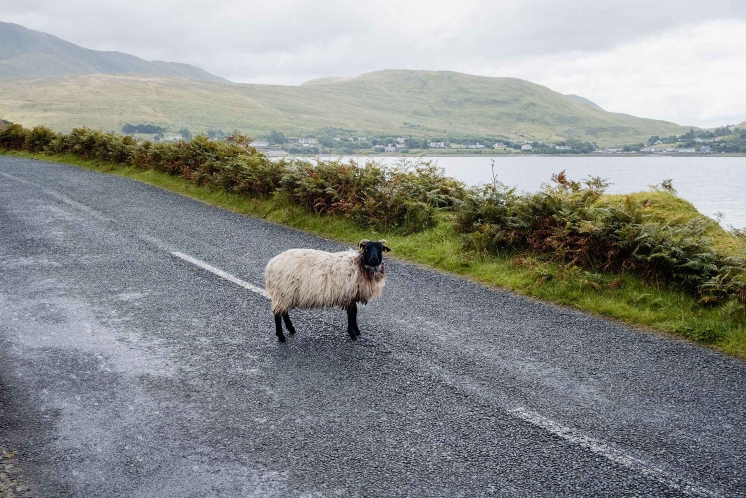 Conductor Privado Galway: Visitas y Traslados Personalizados