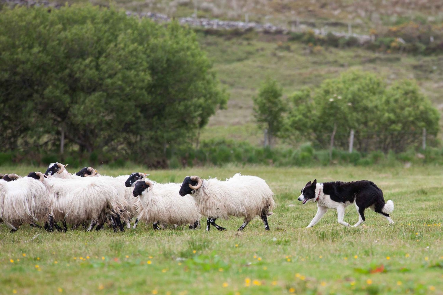 Glendalough, Wicklow, Kilkenny & Sheep Dog Trails